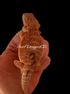Agama Vousatá