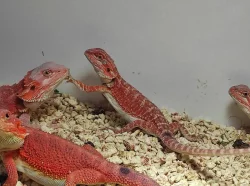 Agama Vousatá