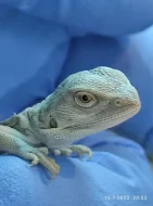 Agama Vousatá