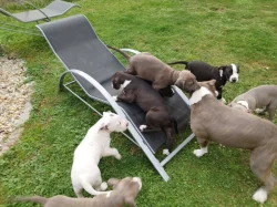 Štěňátka American bully
