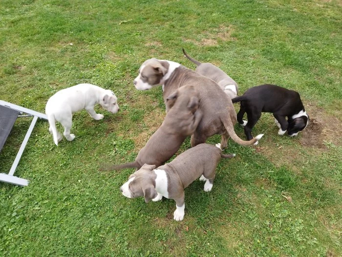 Štěňátka American bully
