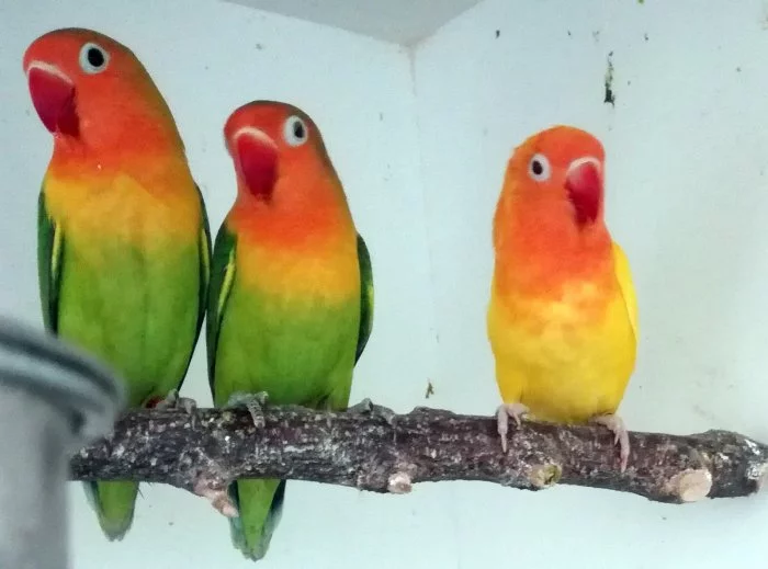 Agapornis Fischeri