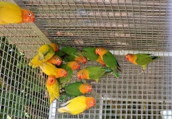 Agapornis Fischeri