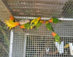 Agapornis Fischeri