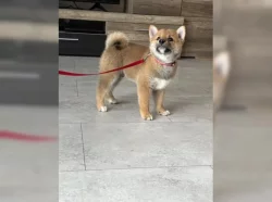 Shiba inu štěňata s PP