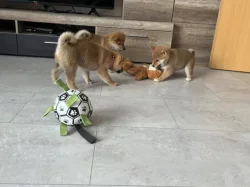 Shiba inu štěňata s PP