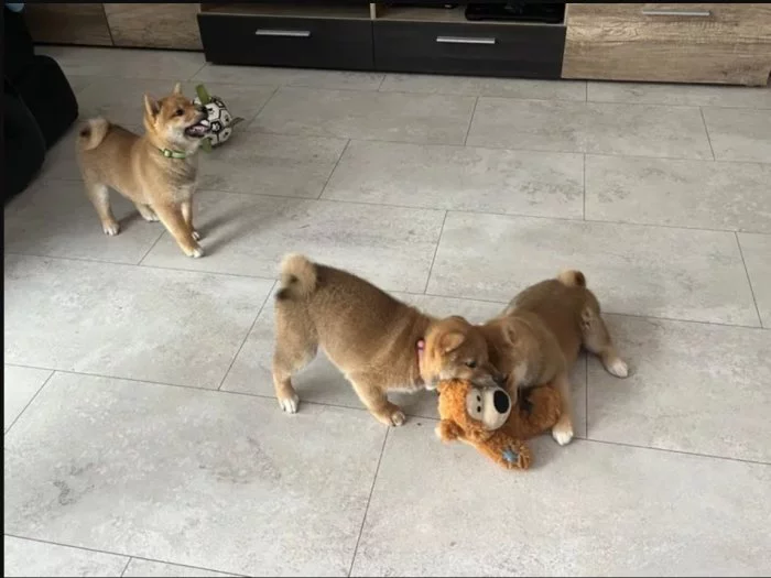 Shiba inu štěňata s PP