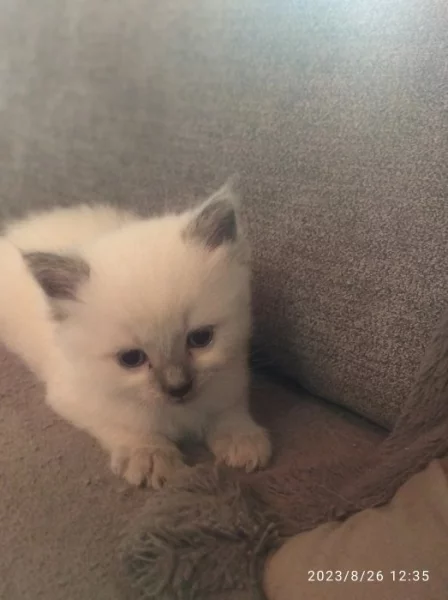 Poslední kocourek ragdoll