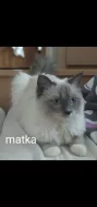 Poslední kocourek ragdoll