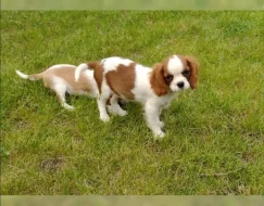 Čistokrevná štěňata Cavalier King Charles Spaniel