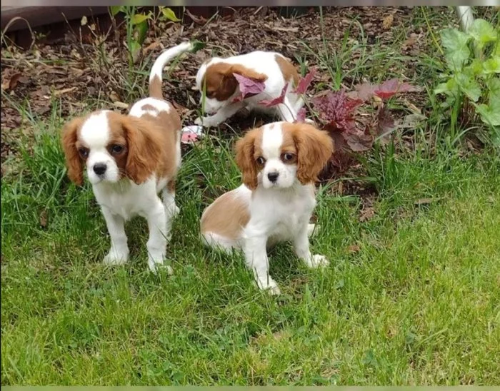 Čistokrevná štěňata Cavalier King Charles Spaniel