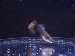 Paví Očko, Guppy H.M. Dragon Red čistá forma