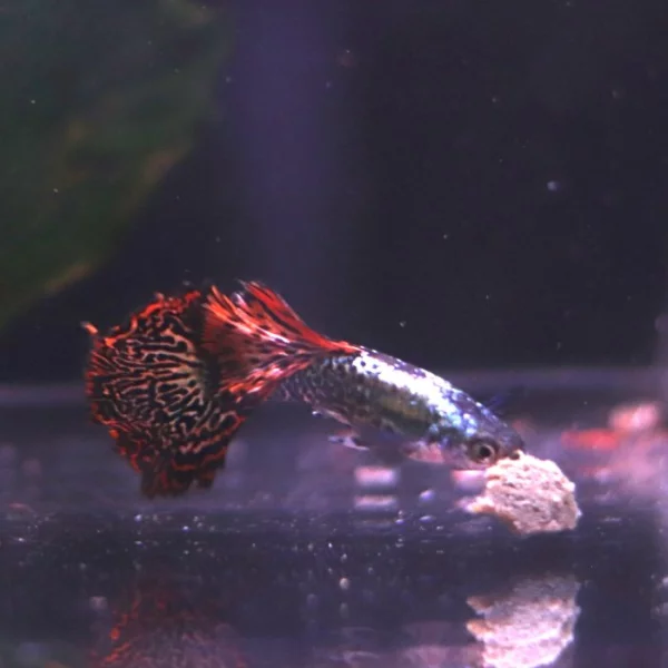 Paví Očko, Guppy H.M. Dragon Red čistá forma