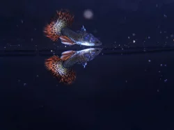 Paví Očko, Guppy H.M. Dragon Red čistá forma