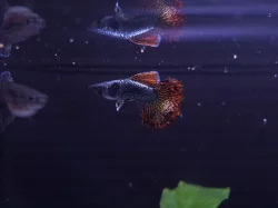 Paví Očko, Guppy H.M. Dragon Red čistá forma