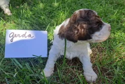 Italský vodní pes (lagotto romagnolo) štěnata s PP
