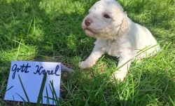 Italský vodní pes (lagotto romagnolo) štěnata s PP
