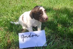 Italský vodní pes (lagotto romagnolo) štěnata s PP