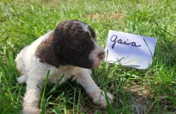 Italský vodní pes (lagotto romagnolo) štěnata s PP