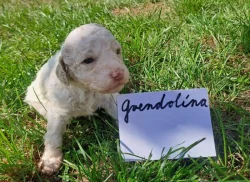 Italský vodní pes (lagotto romagnolo) štěnata s PP