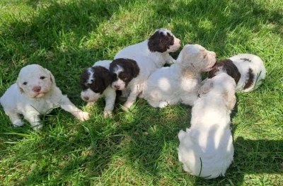 Italský vodní pes (lagotto romagnolo) štěnata s PP