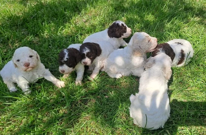 Italský vodní pes (lagotto romagnolo) štěnata s PP