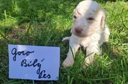 Italský vodní pes (lagotto romagnolo) štěnata s PP