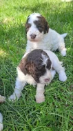 Italský vodní pes (lagotto romagnolo) štěnata s PP