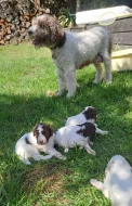 Italský vodní pes (lagotto romagnolo) štěnata s PP