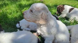 Italský vodní pes (lagotto romagnolo) štěnata s PP