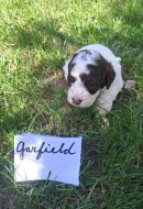 Italský vodní pes (lagotto romagnolo) štěnata s PP