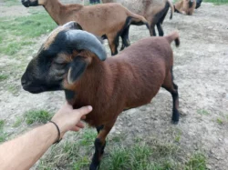 Prodám kamerunského beránka a ovečku