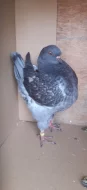 Kingi