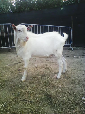 Chovný kozlík