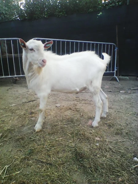 Chovný kozlík