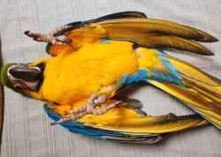 Ara ararauna