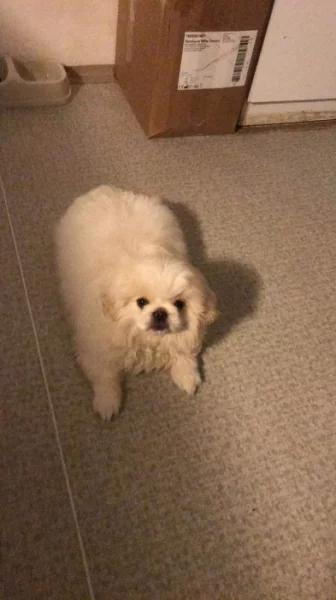 královský pekinéz