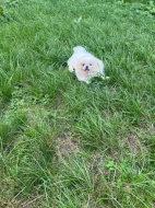 královský pekinéz