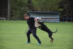 Dobrman - rezervace štěňat s PP