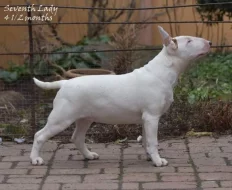 Bullterier s PP