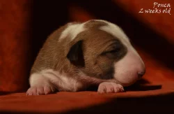 Bullterier s PP