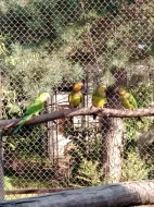 Aratinga pertinax
