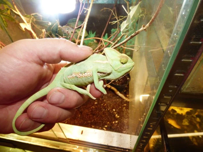 Chameleon jemenský (Chamaeleo calyptratus)