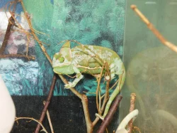 Chameleon jemenský (Chamaeleo calyptratus)