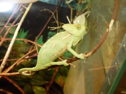 Chameleon jemenský (Chamaeleo calyptratus)