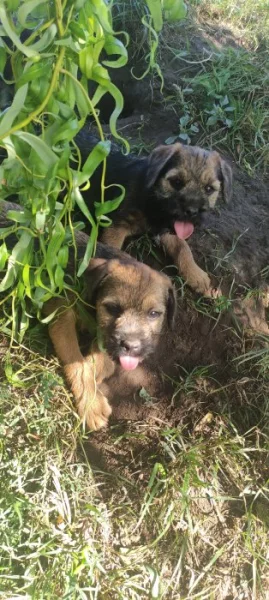 Border terier fenka a pes