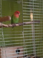 Agapornis růžohrdlý