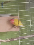 Agapornis růžohrdlý