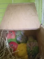 Agapornis růžohrdlý