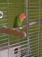 Agapornis růžohrdlý